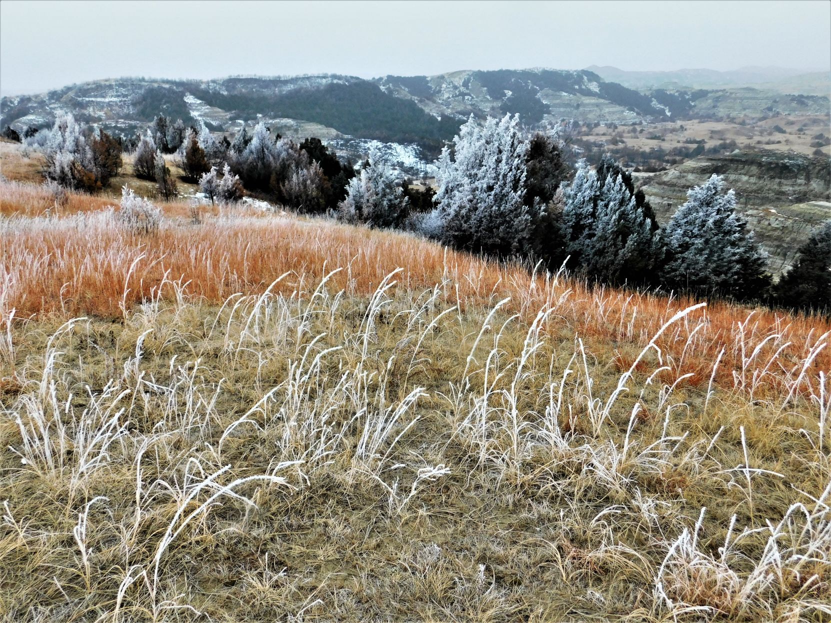 Frosty day